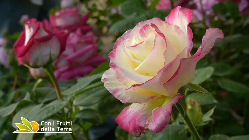 rosa