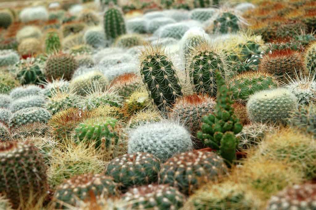 cactus