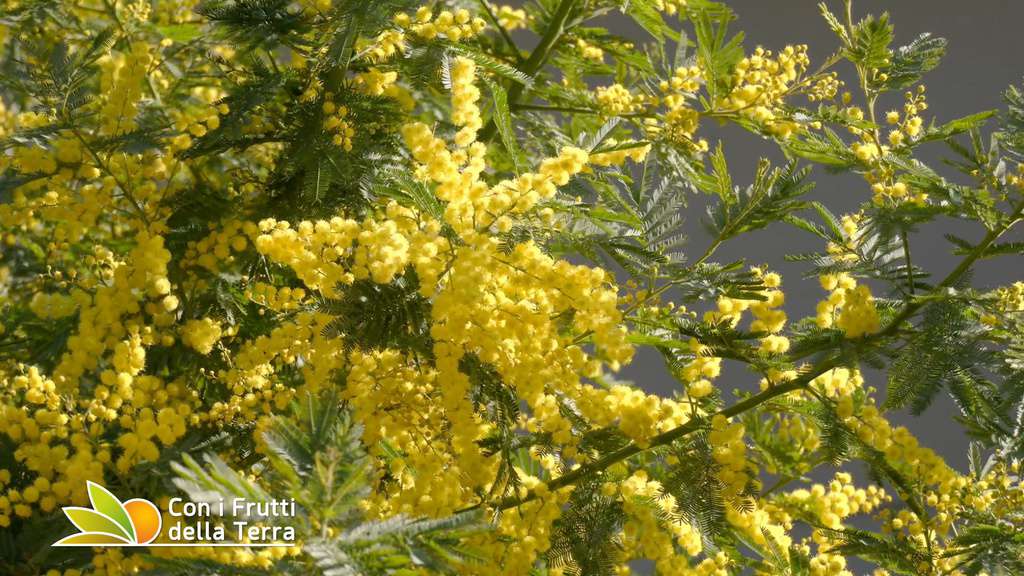 Mimosa: storia, caratteristiche botaniche e curiosità del fiore simbolo della festa della donna