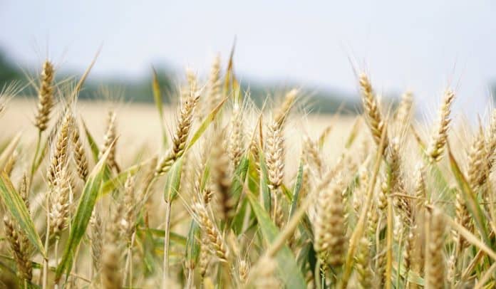 agriculture-arable-barley-blur-265216-2 grano