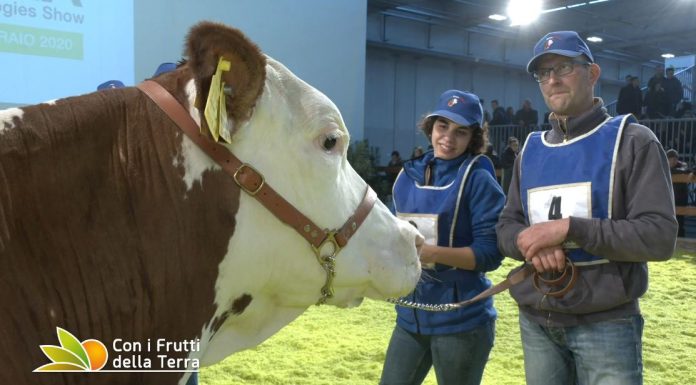 Covid, rinviata Fieragricola. Riprogrammata dal 2 al 5 marzo