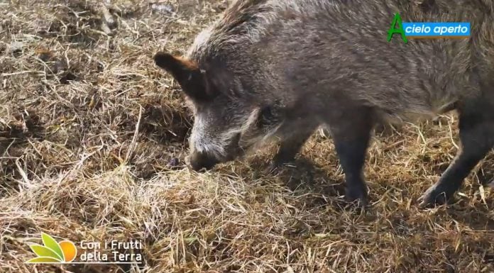 Peste suina, Confagri ER chiede un piano di eradicazione del cinghiale