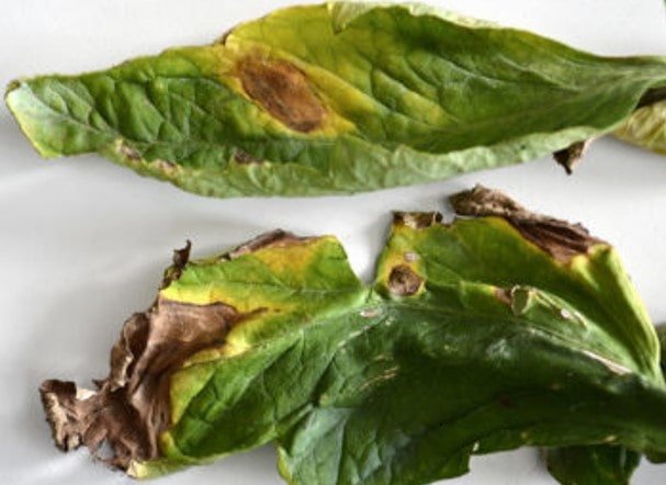 CS Apo Conerpo_Alternariosi