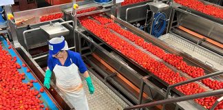 Pomodoro, Conserve Italia: lavorazioni a pieno regime