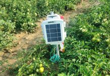 FINAF e CER per un pomodoro più sostenibile