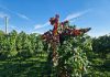Ri.Nova, un progetto per difendere i vigneti del futuro