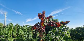 Ri.Nova, un progetto per difendere i vigneti del futuro