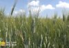 Seminare grano non conviene più