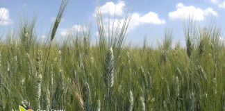 Seminare grano non conviene più