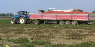Pomodoro da industria al Nord resa in calo del 10%
