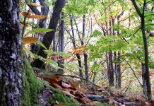 Legge della Montagna: Confagri,“Così si fanno morire le aree interne”