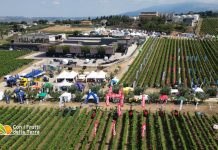 Macchinari agricoli, il settore vitivinicolo vale la metà dell’export