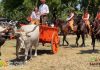 A Imola tutto pronto per la Fiera Agricola del Santerno