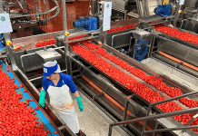 Pomodoro, Conserve Italia cerca stagionali per Ravarino e XII Morelli
