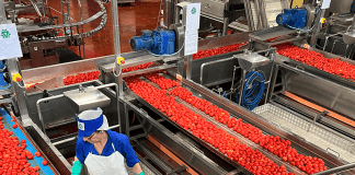 Pomodoro, Conserve Italia cerca stagionali per Ravarino e XII Morelli
