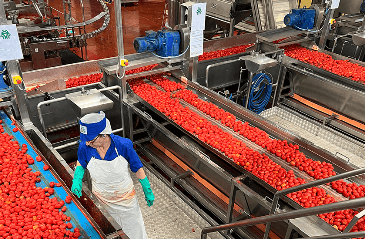 Pomodoro, Conserve Italia cerca stagionali per Ravarino e XII Morelli