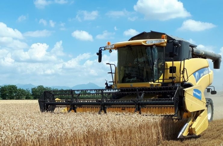 Grano duro sotto i costi. A Bologna semine a rischio